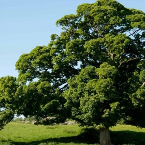 Дуб Каштанолистный от 150 см