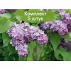 Комплект 5шт / Сеянец Сирень Lavander Lady