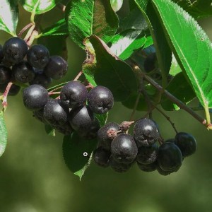 Сеянец Сирень Память о Колесникове